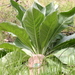 Square