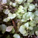 Square