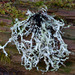 Herre's Ragged Lichen - Photo (c) mossy, all rights reserved, uploaded by mossy