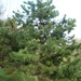 Square