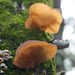 Jelly Tree Ear - Photo (c) Eric Hunt, all rights reserved