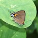 Fulvous Hairstreak - Photo (c) Jay Keller, all rights reserved, uploaded by Jay L. Keller