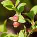 Common Bilberry - Photo (c) Tig, all rights reserved
