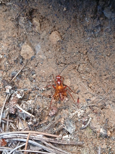 bugboyben's Profile · iNaturalist