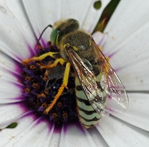 jaimetirado's Profile · iNaturalist