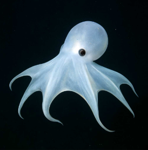 octopuses's Profile · iNaturalist