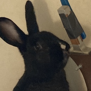 bunnies_hop