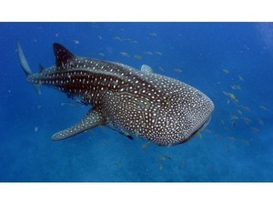 allenwhaleshark