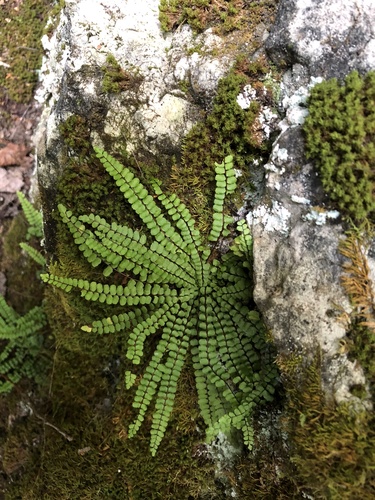 bbuck의 프로필 · iNaturalist bbuck의 프로필
