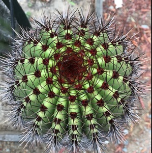 cactusnoir