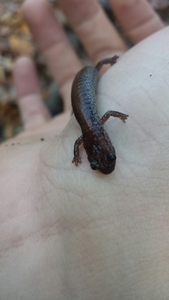 salamanders