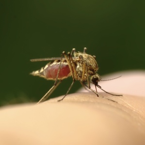 mosquito-anemic
