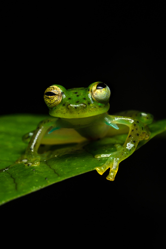 ross_maynard's Profile · iNaturalist