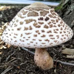mushroomphotography