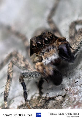 turnsalticid