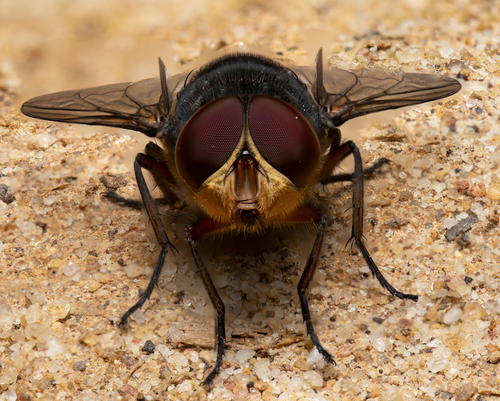 liam_'s Profile · iNaturalist