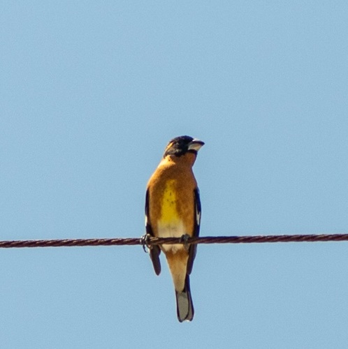 bird_man's Profile · iNaturalist