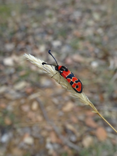 jvilla's Profile · iNaturalist