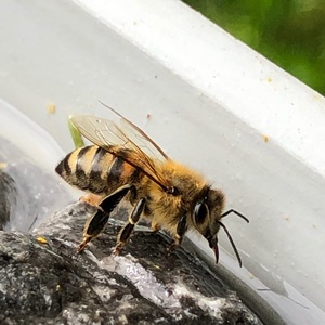 g-bees