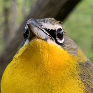 kiteabird