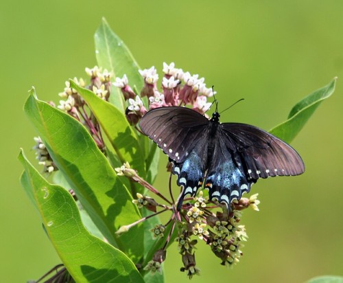 melmack's Profile · iNaturalist
