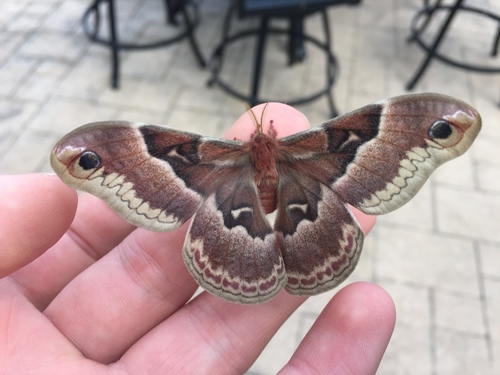 lbmicheels's Profile · iNaturalist
