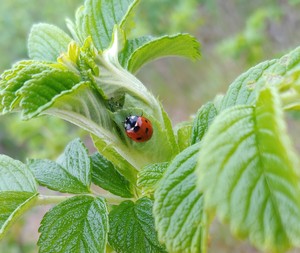 ladybug108