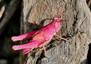 pinkgrasshopper