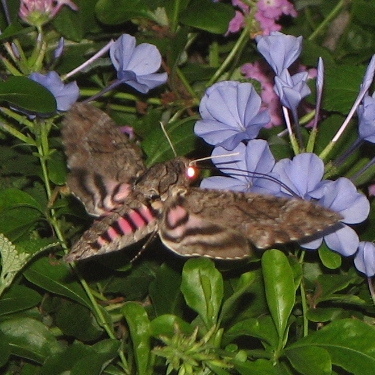 jroch's Profile · iNaturalist