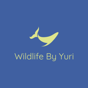 wildlifebyyuri