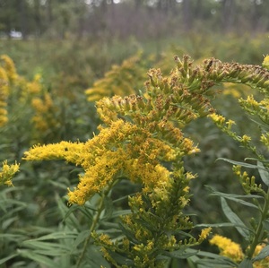 lesssgo-solidago