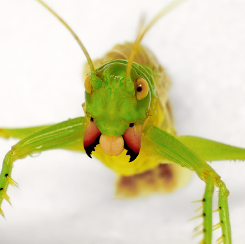 yinzixu03's Profile · iNaturalist