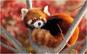 red-panda1