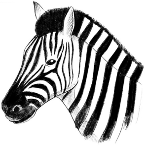 zebra1193