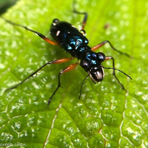 creek_chen's Profile · iNaturalist