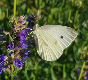 nature-tracker