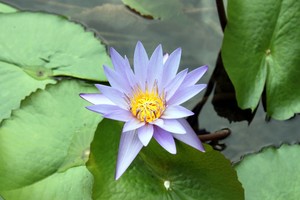 blue_lotus