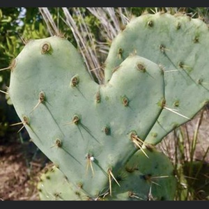 cactuscreekranch