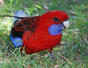 parrot3
