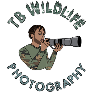 tb_wildlife_photography