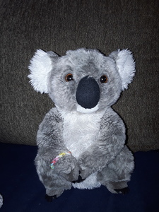 koala_cuteness