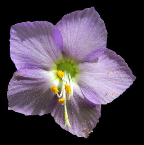 polemoniaceae