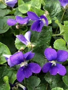 violetnettle