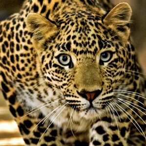 leopard_16