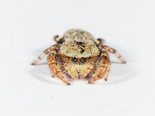 mad_massi's Profile · iNaturalist