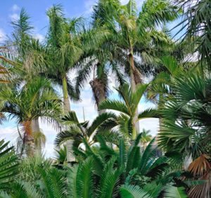 palmlover