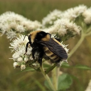 northernamberbumblebee