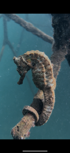 connorrothandler's Profile · iNaturalist