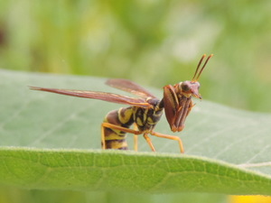 brownwaspmantidfly