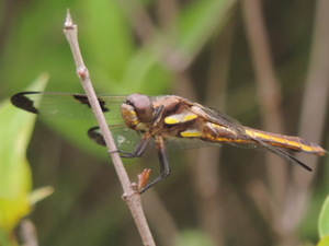 twelvespottedskimmer